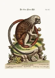 Malý lev-opice, 1749-73